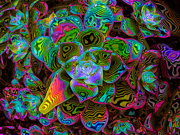 Concentric Hens- Intensely