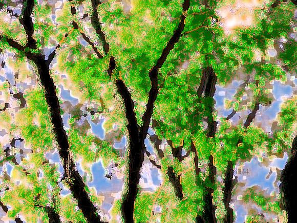 Seasons of Trees- Summer 1