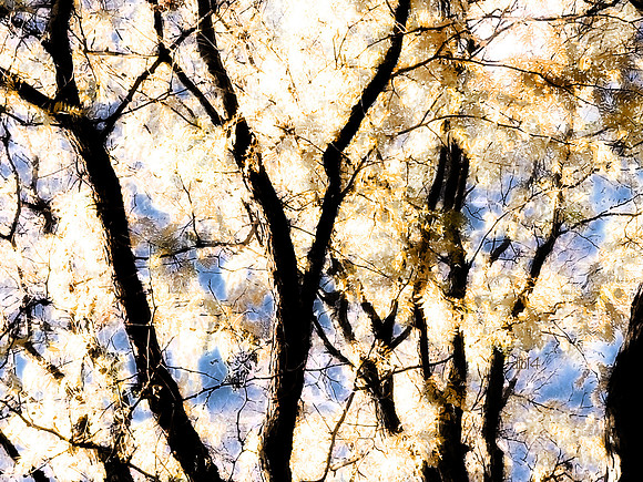 Seasons of Trees- Fall 2