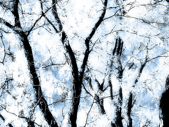 Seasons of Trees- Winter 1