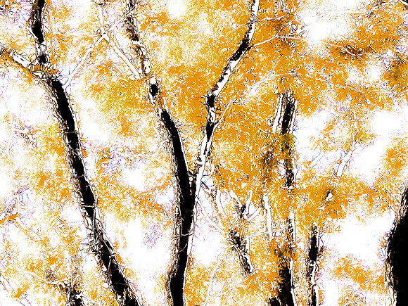 Seasons of Trees- Fall 1