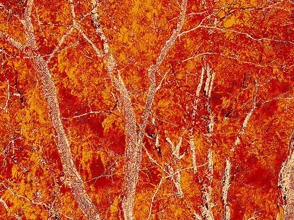 Seasons of Trees- Fall 3