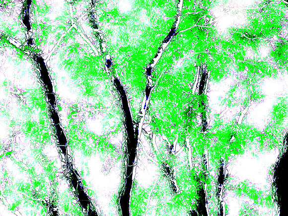 Seasons of Trees- Summer 3