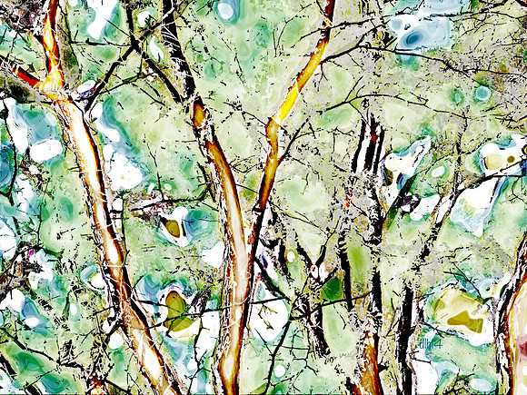 Seasons of Trees- Summer 4