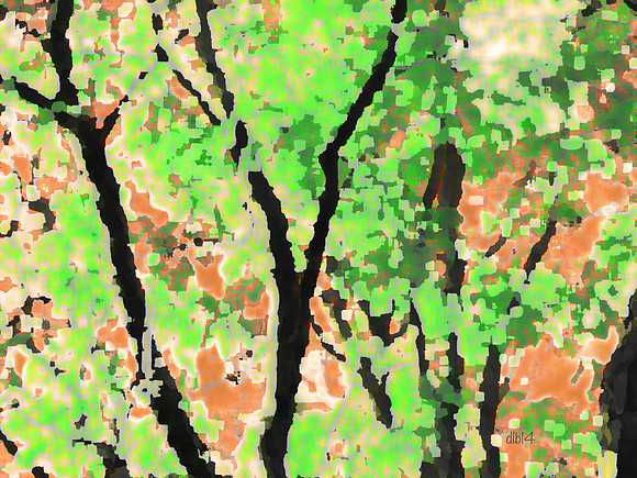Seasons of Trees- Summer 2