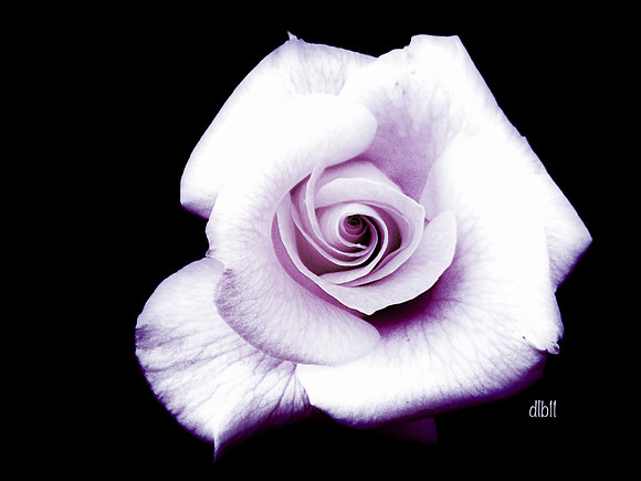 In the Eye of a Rose- Lavender
