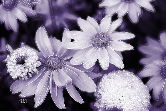 We Are Gathered Here- Intensely Lavender