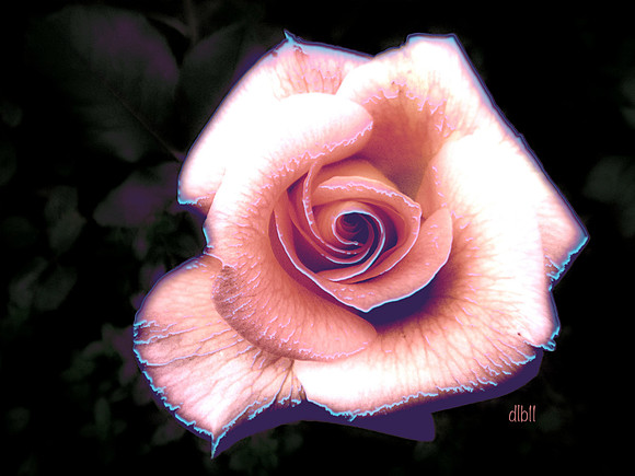In the Eye of a Rose- Dusty Pink