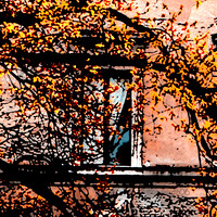 Roman Window- Fall
