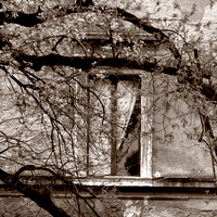 Roman Window- Sepia