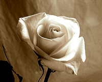 A Rose of a Different Color (sepia)