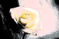 A Rose of a Different Color (pink)