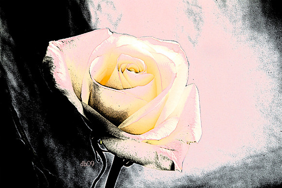 A Rose of a Different Color (pink)