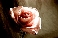 A Rose of a Different Color (peach)
