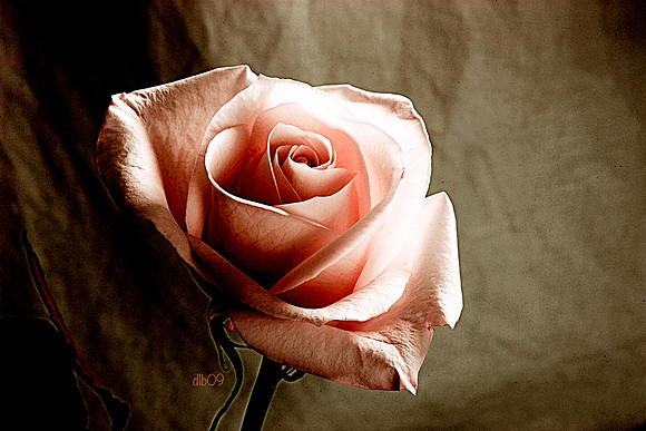 A Rose of a Different Color (peach)