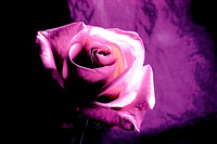 A Rose of a Different Color (fuschia)