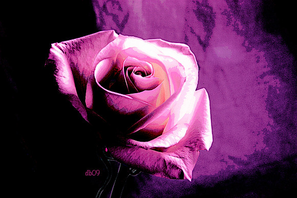 A Rose of a Different Color (fuschia)
